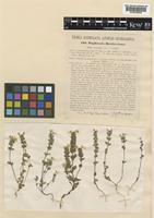 Euphrasia rostkoviana Hayne [family OROBANCHACEAE]