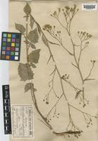Lapsana communis L. var. glandulosa [family COMPOSITAE]