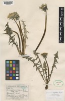 Isolectotype of Taraxacum lingulatum Markl. [family COMPOSITAE]