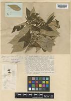Vernonia anamallica Bedd. ex Gamble [family COMPOSITAE]