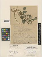 Holotype of Peperomia caperata Yuncker [family PIPERACEAE]