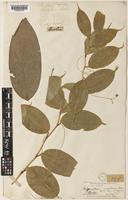 Type of Polygonatum nervulosum Baker [family CONVALLARIACEAE]