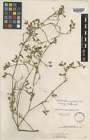 Type of Psilotrichum cyathuloides Suess. & Launert [family AMARANTHACEAE]