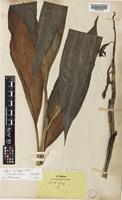 Phaius zollingeri Rchb.f. [family ORCHIDACEAE]