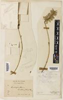 Bulbophyllum comosum Collett & Hemsl. [family ORCHIDACEAE]