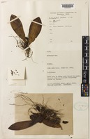 Bulbophyllum trifolium Ridl. [family ORCHIDACEAE]