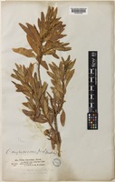 Clutia myricoides Jaub. & Spach [family PERACEAE]