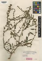Type of Rumex talaricus Rech.f. [family POLYGONACEAE]