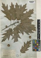 Quercus imbricaria Michx. [family FAGACEAE]