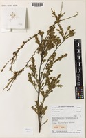 Isotype of Triplarina paludosa A.R.Bean [family MYRTACEAE]