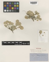 Syntype of Gomphrena caespitosa Torr. [family AMARANTHACEAE]