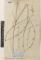 Dicraurus leptocladus Hook.f. [family AMARANTHACEAE]