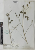 Indigofera subulata Vahl ex Poir. [family LEGUMINOSAE-PAPILIONOIDEAE]