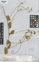 Convolvulus betonicifolius Mill. [family CONVOLVULACEAE]