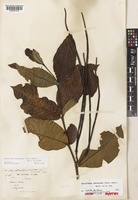 Paratype of Holarrhena pubescens Wall. ex G.Don [family APOCYNACEAE]