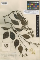 Lectotype of Trachelospermum philippinense Elmer [family APOCYNACEAE]