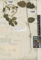 Tylophora ovata (Lindl.) Hook. ex Steud. [family ASCLEPIADACEAE]