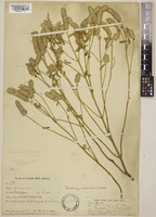 Elsholtzia communis (Collett & Hemsl.) Diels [family LAMIACEAE]
