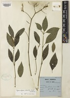 Thysanostigma odontites (Ridl.) B.Hansen [family ACANTHACEAE]