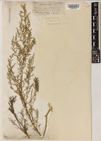 Artemisia scoparia Waldst. & Kitam. [family COMPOSITAE]