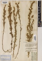 Artemisia sericea Weber ex Stechm. [family COMPOSITAE]
