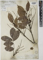 Derris elliptica in Global Plants on JSTOR