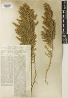 Cornulaca korshinskyi Litv. [family AMARANTHACEAE]