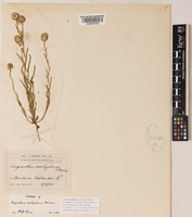 Syntype of Angianthus acrohyalinus Morrison [family COMPOSITAE]
