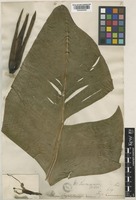 Musa seemannii F.Muell. [family MUSACEAE]