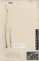 Juncus hybridus Brot. [family JUNCACEAE]