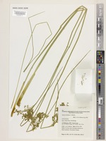 Isotype of Juncus continuus L.A.S.Johnson [family JUNCACEAE]