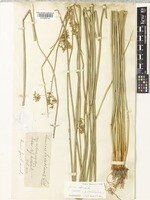 Isotype of Juncus luxurians Colenso [family JUNCACEAE]