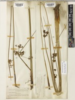 Juncus effusus L. var. brunneus Engelm. [family JUNCACEAE]
