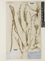Elytrophorus spicatus (Willd.) A.Camus [family POACEAE]