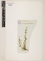 Nepeta persica Boiss. [family LAMIACEAE]