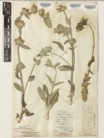 Stachys cretica L. [family LAMIACEAE]