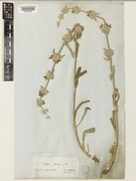 Stachys cretica L. subsp. anatolica Rech.f. [family LAMIACEAE]