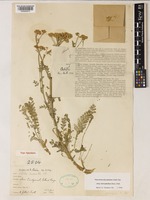 Type of Achillea micrantha M.Bieb. [family ASTERACEAE]