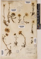 Tripleurospermum perforatum (Mérat) Wagenitz [family ASTERACEAE]