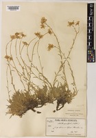 Achillea ageratifolia Sibth. [family COMPOSITAE]