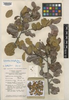 Petalostigma pachyphyllum Airy Shaw [family PICRODENDRACEAE]