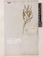 Astragalus orthocarpus Boiss. [family LEGUMINOSAE-PAPILIONOIDEAE]