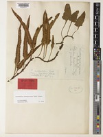 Syntype of Polypodium subhastatum Baker var. longifrons Takeda [family POLYPODIACEAE]
