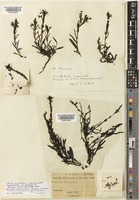Syntype of Buchnera brevibractealis Hiern [family OROBANCHACEAE]
