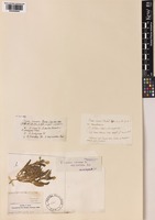 Ononis viscosa L. subsp. foetida Širj. [family LEGUMINOSAE-PAPILIONOIDEAE]