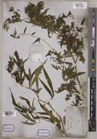 Cannabis sativa L. [family CANNABACEAE]