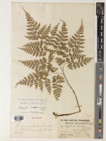 Arachniodes maximowiczii (Baker) Ohwi [family DRYOPTERIDACEAE]