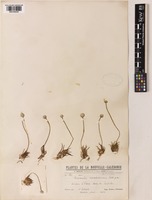 Type of Eriocaulon neocaledonicum Schltr. [family ERIOCAULACEAE]