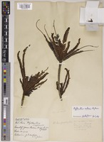 Holotype of Phyllanthus watsonii Airy Shaw [family PHYLLANTHACEAE]
