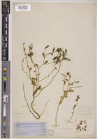 Type of Reverchonia arenaria A.Gray [family PHYLLANTHACEAE]